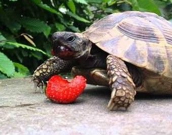 Baby Turtle Eating Strawberry