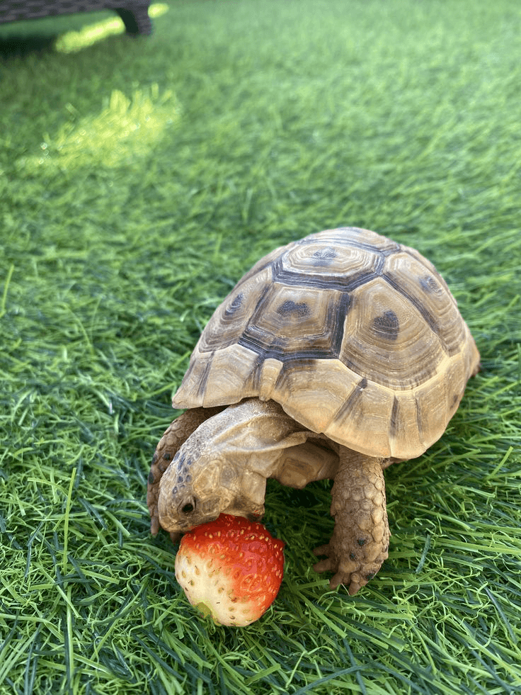 Can Turtles Eat Human Food