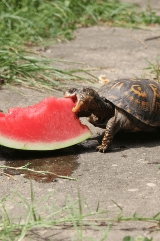 Can Turtles Eat Human Food