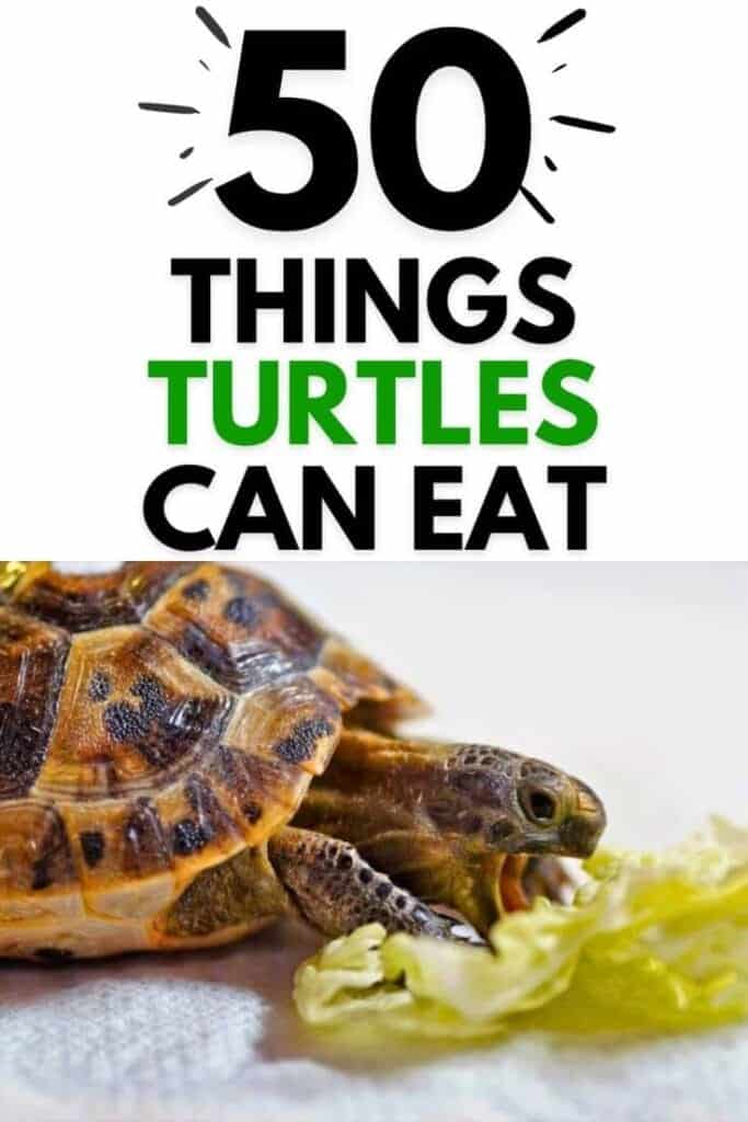 Foods that are toxic to turtles