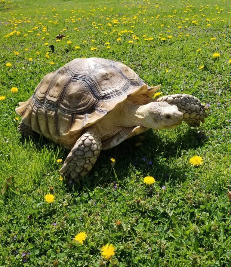 best food for baby red-eared slider turtles
