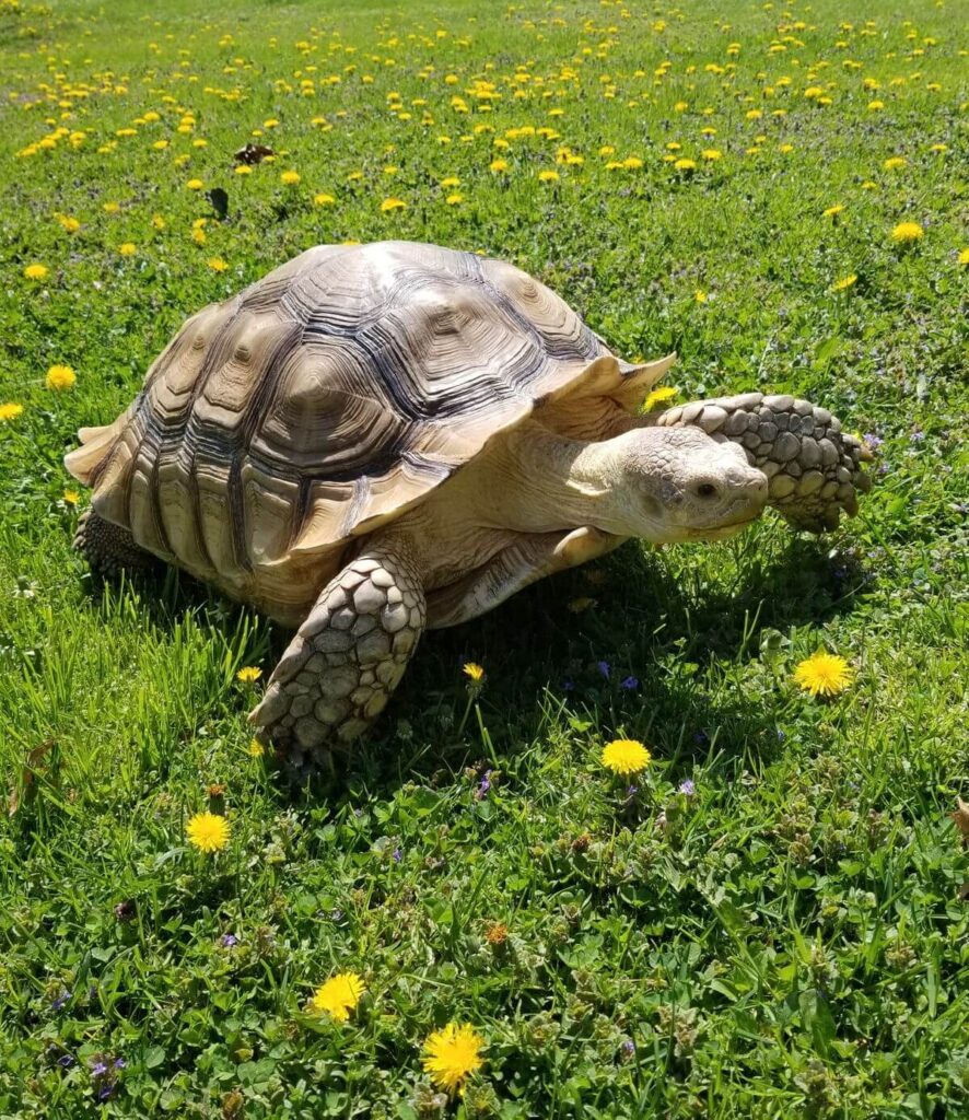 Foods That Are Toxic to Turtles