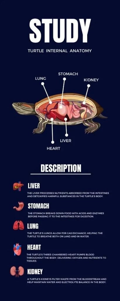 information about turtles