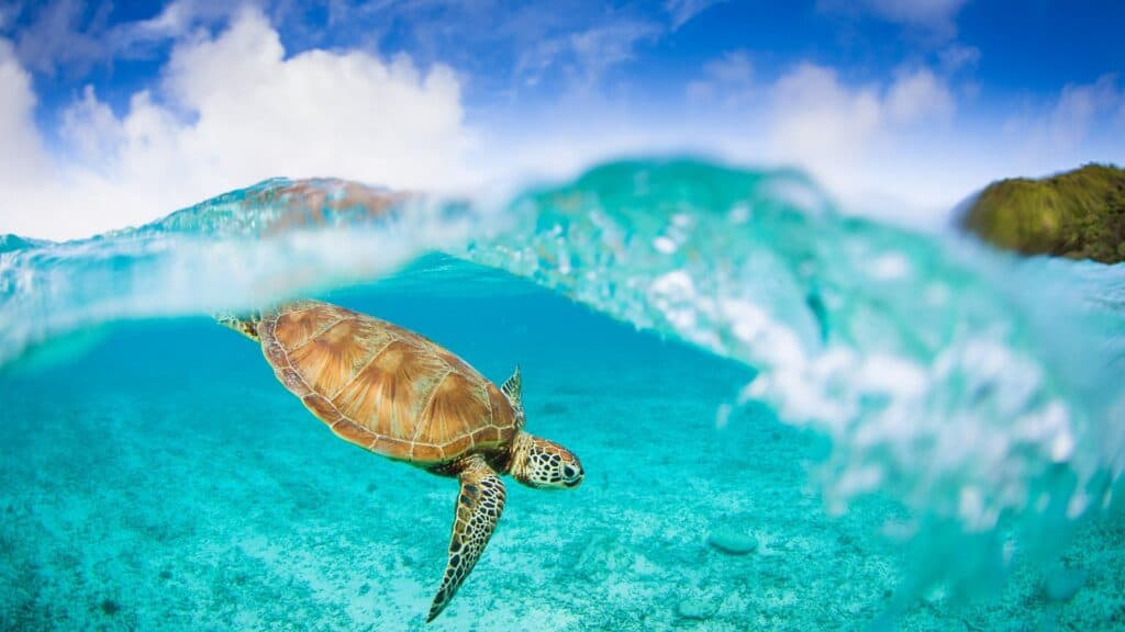 turtleshub
