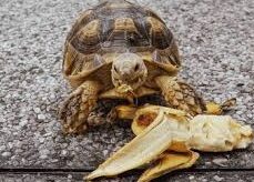 can turtle eat banana