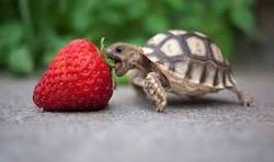 can turtles eat strawberries