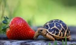 can turtle eat strawberries