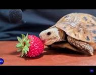 can turtle eat strawberries
