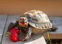 can turtle eat strawberries