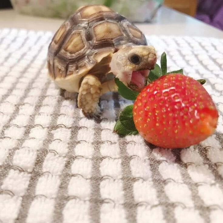 can turtle eat strawberries