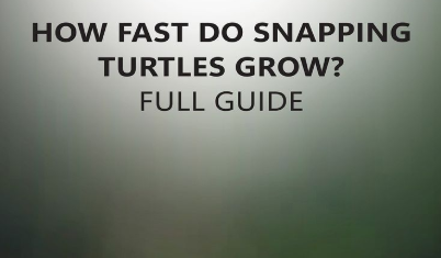 how fast do snapping turtles grow
