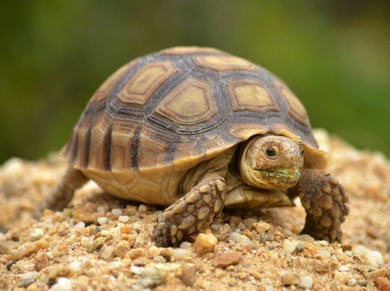 how fast do snapping turtles grow