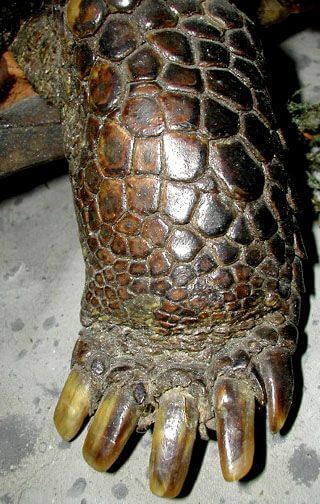 how many toes do turtles have