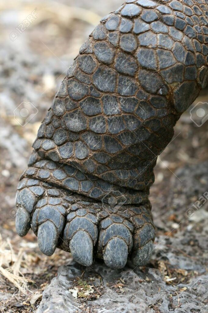 how many toes do turtles have