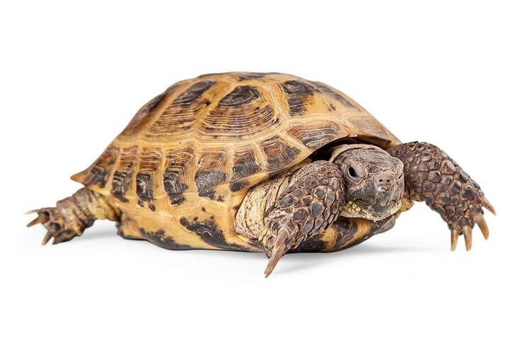 how many toes do turtles have