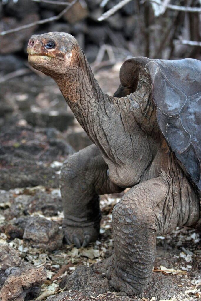 how many toes do turtles have