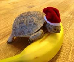 Can Turtles Eat Banana