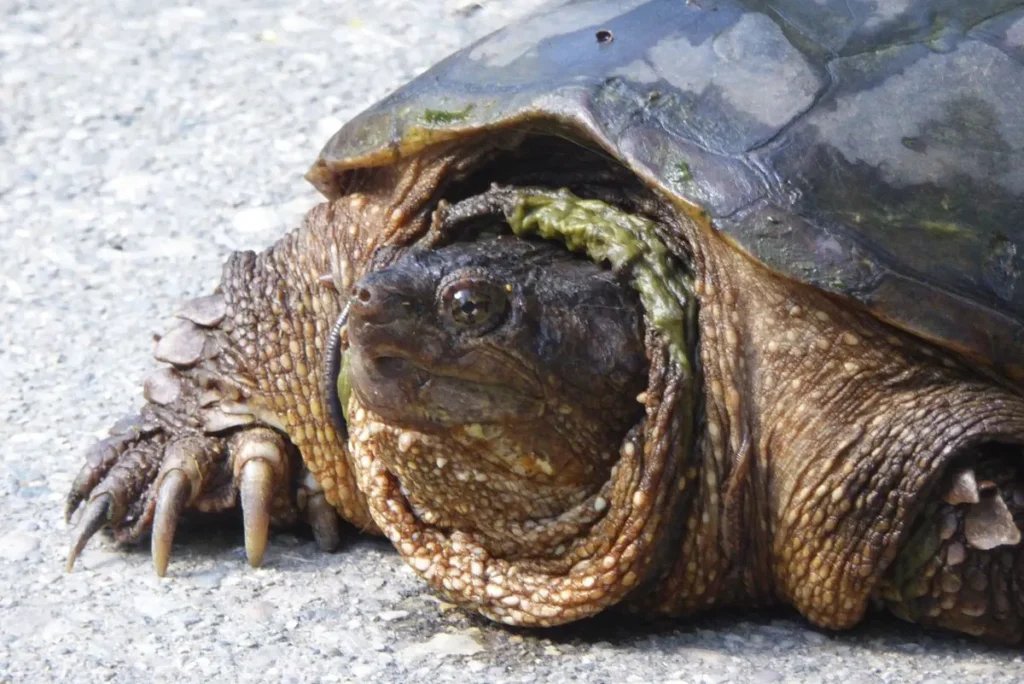 Do All Turtles Have Claws?