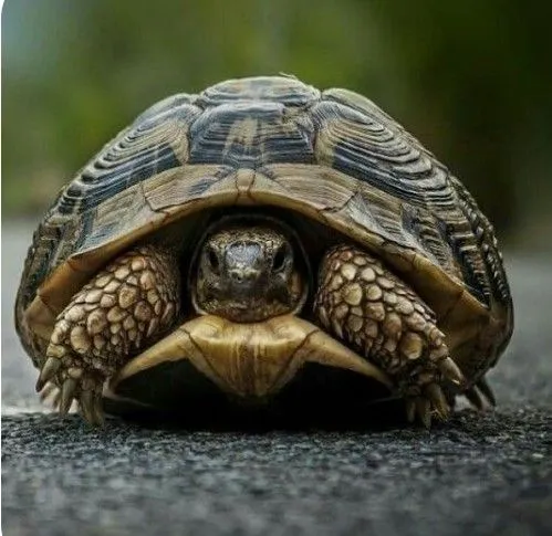 Do All Turtles Have Claws?