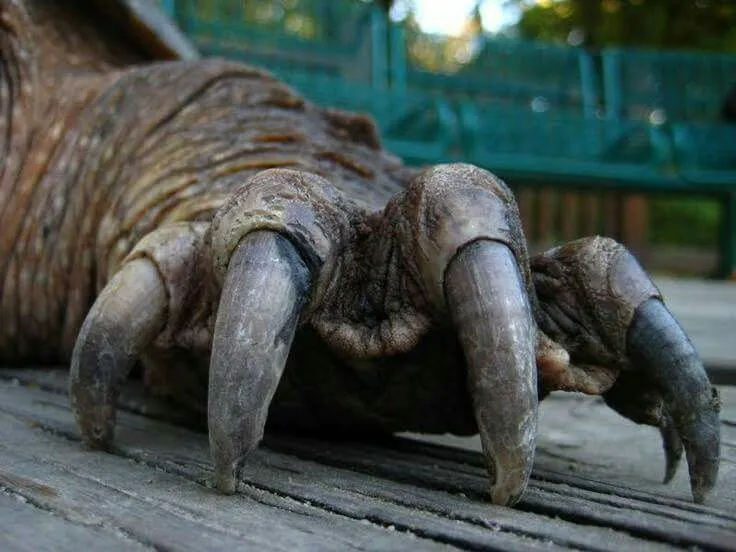 Do All Turtles Have Claws?