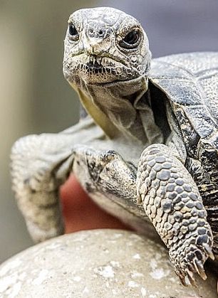 Can Turtles See in the Dark?