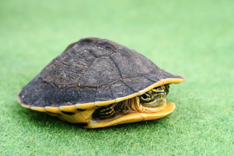 Turtle Without Its Shell