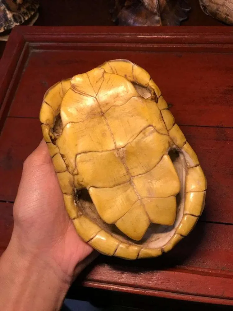 Turtle Without Its Shell