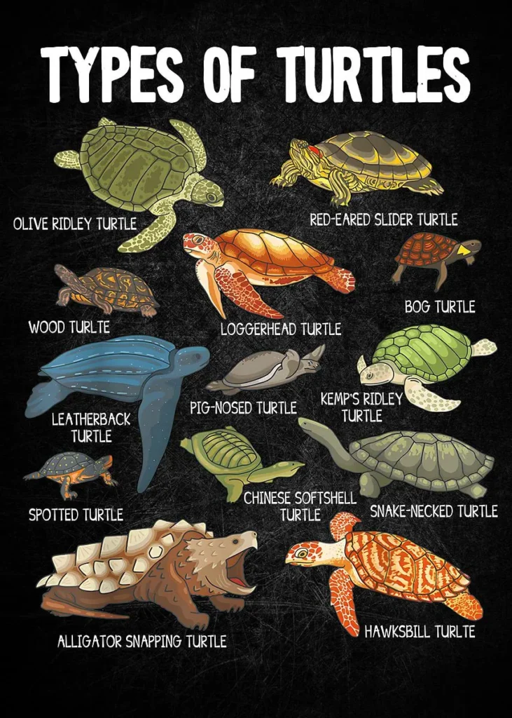 What Colors Are Turtles