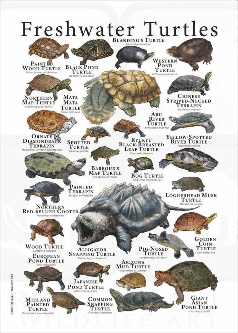 What Colors Are Turtles