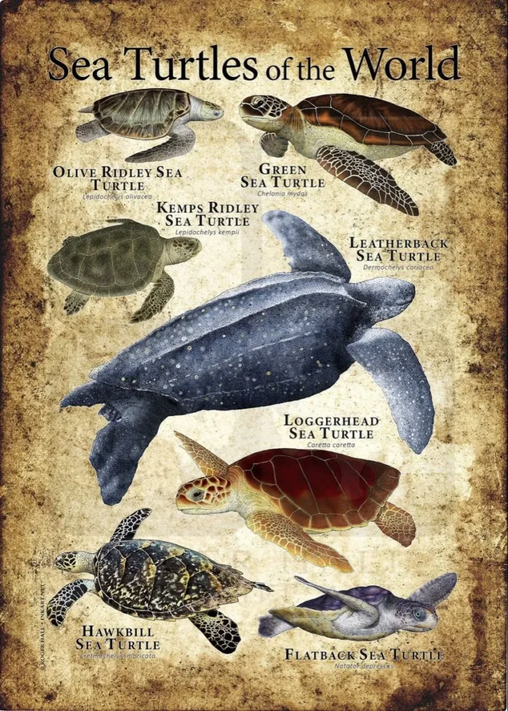What Colors Are Turtles