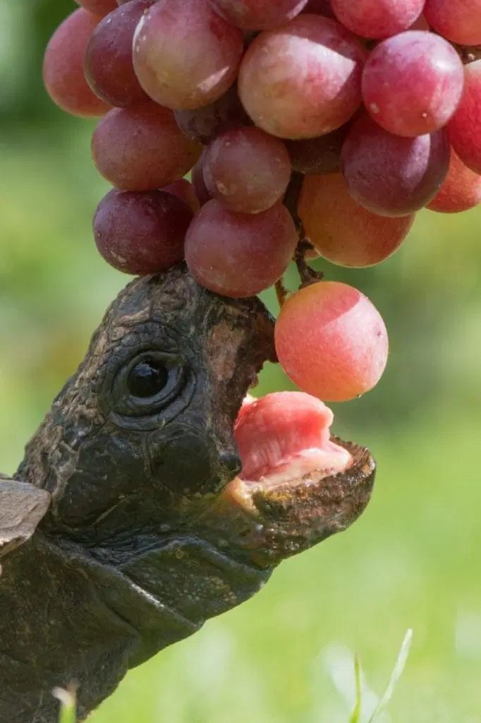 can turtles eat grapes