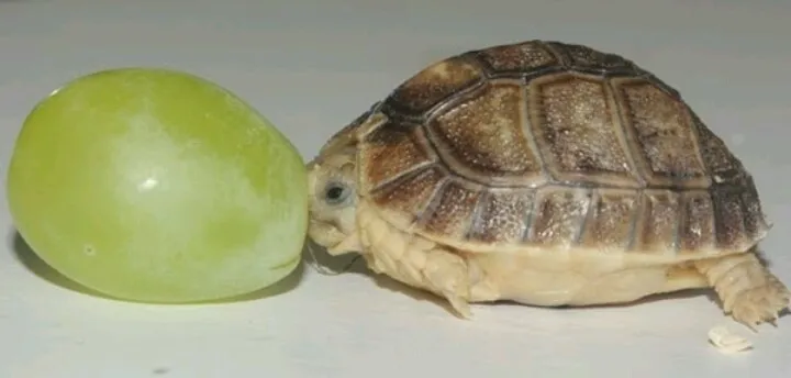 can turtles eat grapes