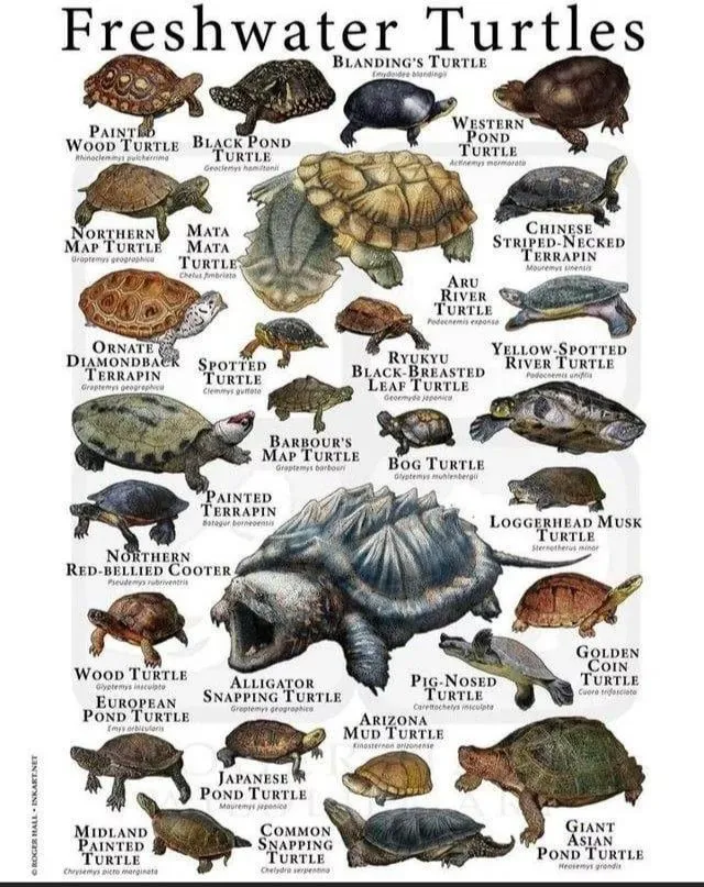 do turtles have scales