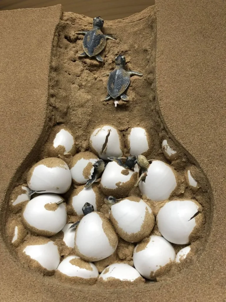 what does a Turtle Egg Look like