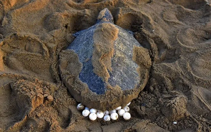 what does a Turtle Egg Look like