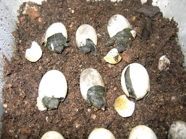 what does a Turtle Egg Look like