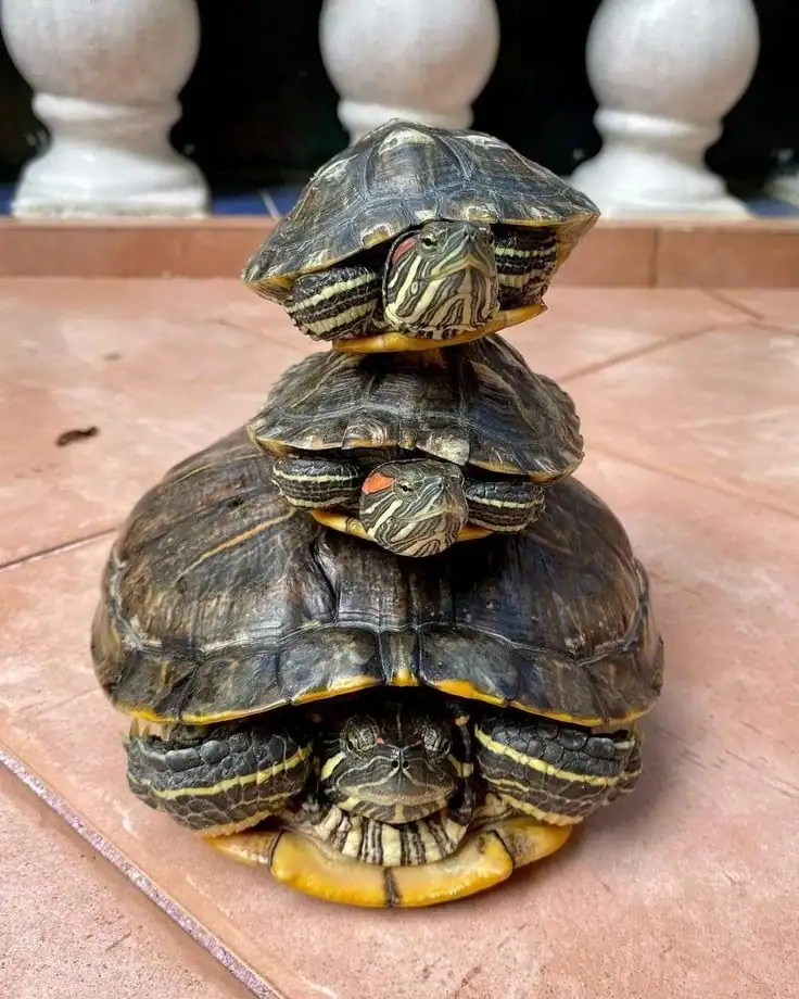 Why Do Turtles Hate the Color Black