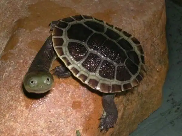 Why Do Turtles Hate the Color Black