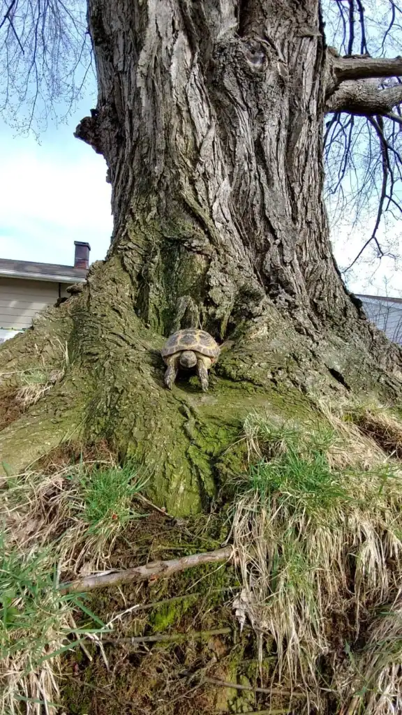 Can turtles climb trees